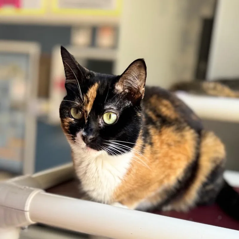 An adult medium-sized female Calico Domestic Short Hair cat named Copenhagen for adoption in Auburn, AL