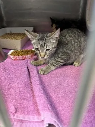 A baby small-sized male Brown / Chocolate Domestic Short Hair cat named Poppy for adoption in El Paso, TX