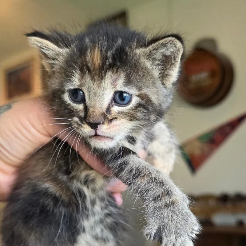 A baby small-sized female Gray / Blue / Silver Domestic Short Hair cat named #4 for adoption in Calimesa, CA