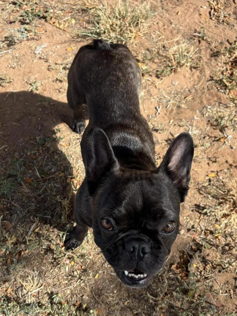 An adult small-sized female French Bulldog dog named Polly for adoption in Midland, TX