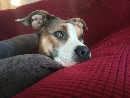 An adult large-sized female American Staffordshire Terrier dog named Arabella for adoption in Columbia, SC