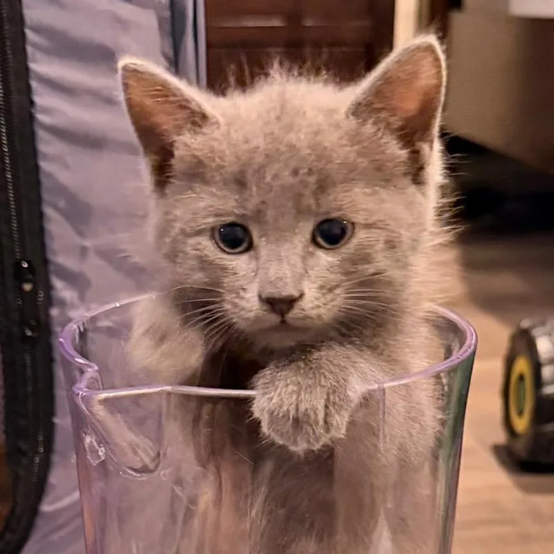 A baby small-sized male Gray / Blue / Silver Russian Blue cat named Onyx for adoption in Houston, TX