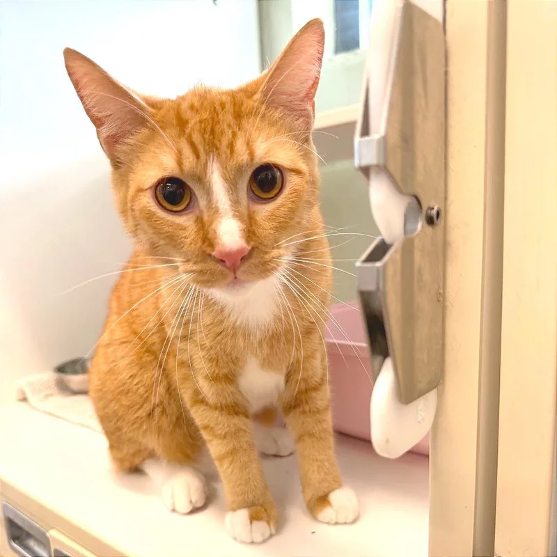 A young large-sized male Orange / Red Domestic Short Hair cat named Happy for adoption in League City, TX