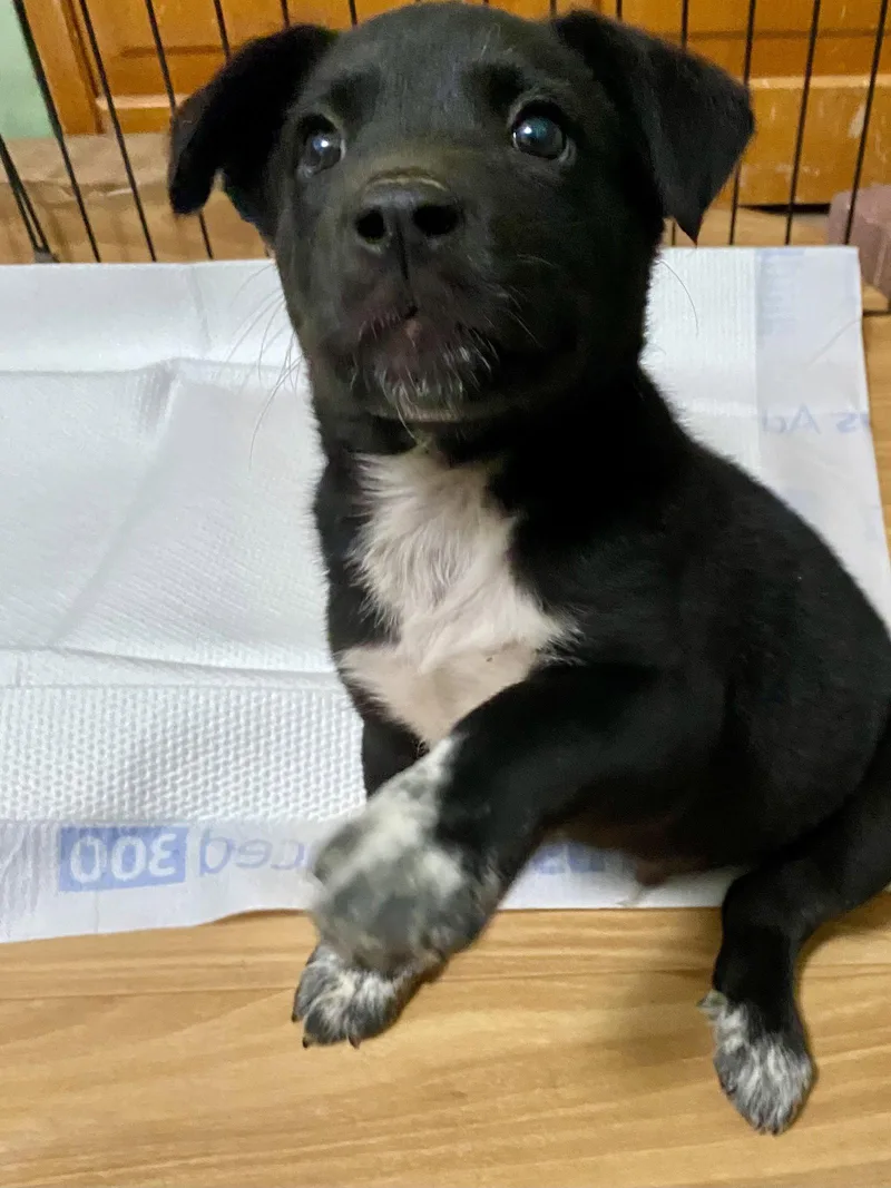 A baby medium-sized male Labrador Retriever dog named Knox for adoption in Barnhart, MO