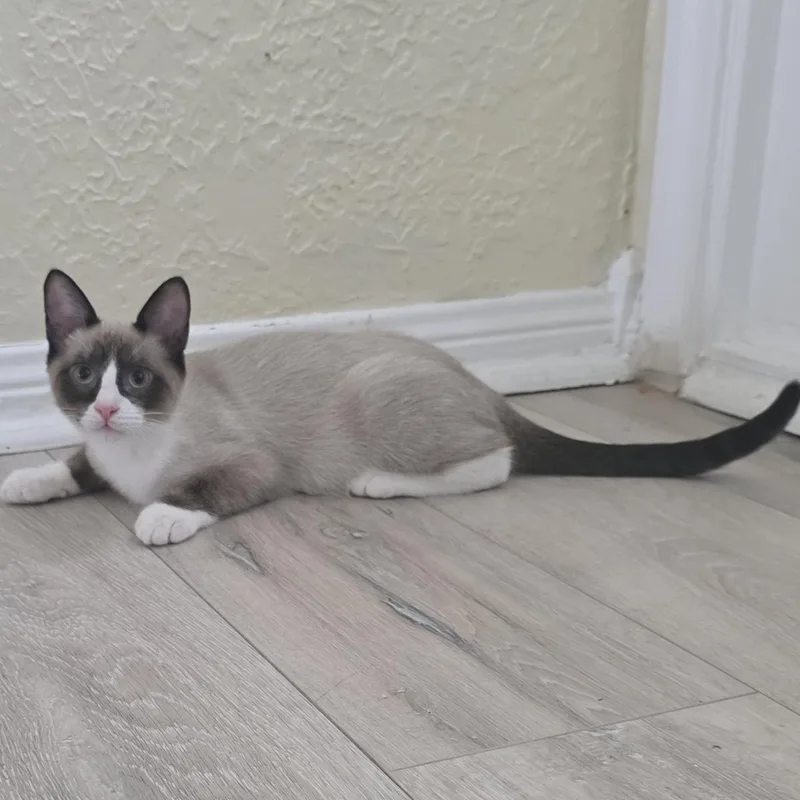 A baby small-sized male Seal Point American Shorthair cat named Dj for adoption in Houston, TX