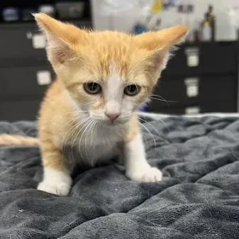 A baby small-sized female Orange / Red Domestic Short Hair cat named TundraC for adoption in East Saint Louis, IL