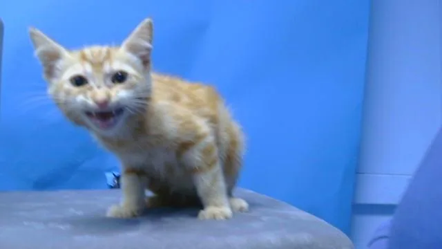 A baby small-sized male Domestic Short Hair cat named Cheddar for adoption in Gardena, CA