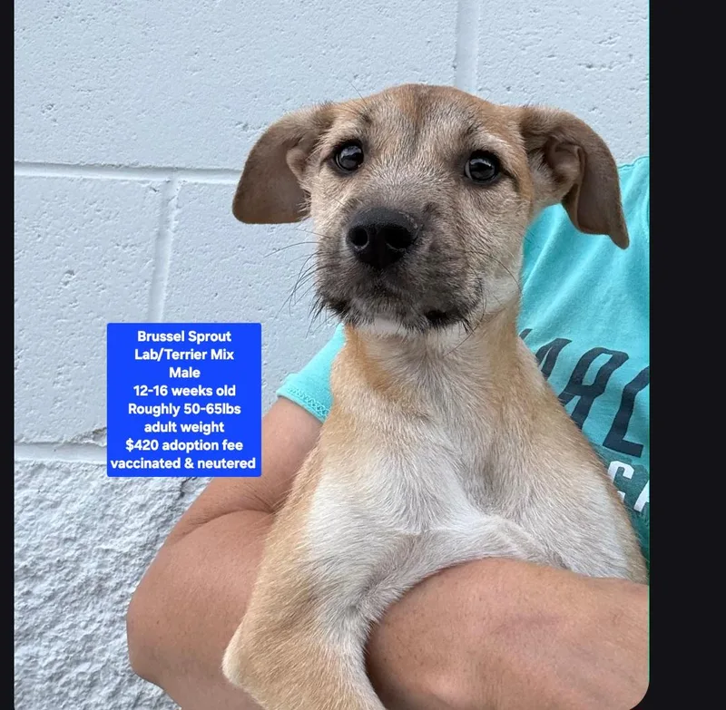 A baby medium-sized male Labrador Retriever dog named Brussels Sprout for adoption in Oviedo, FL
