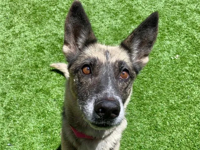 A senior large-sized female Shepherd dog named Beta for adoption in Moreno Valley, CA