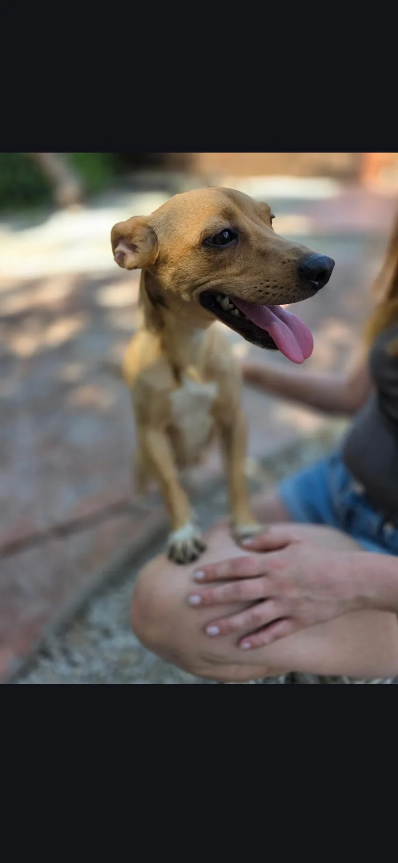 A young small-sized female Dachshund dog named Haley for adoption in Miami, FL