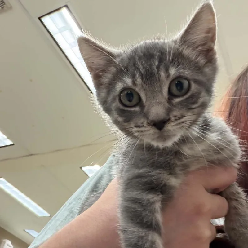 A baby small-sized female Gray / Blue / Silver Domestic Short Hair cat named Brioche for adoption in Hattiesburg, MS