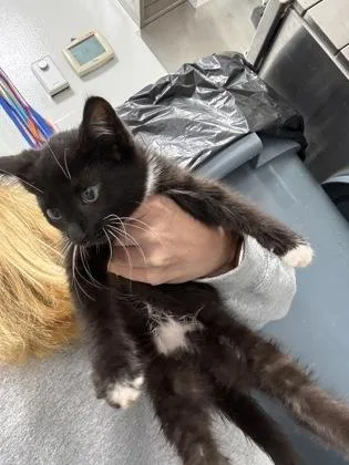 A baby small-sized female Domestic Short Hair cat named Kairi for adoption in Cumming, GA