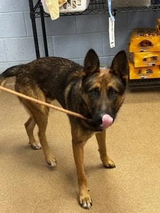 An adult large-sized male Mixed Breed dog named Tiombe for adoption in Chamblee, GA