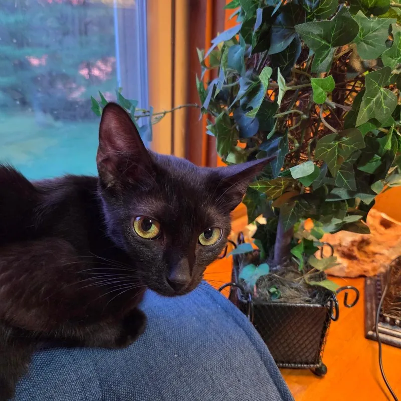 A young medium-sized female White Domestic Short Hair cat named Mama Rizzo for adoption in La Grange, KY