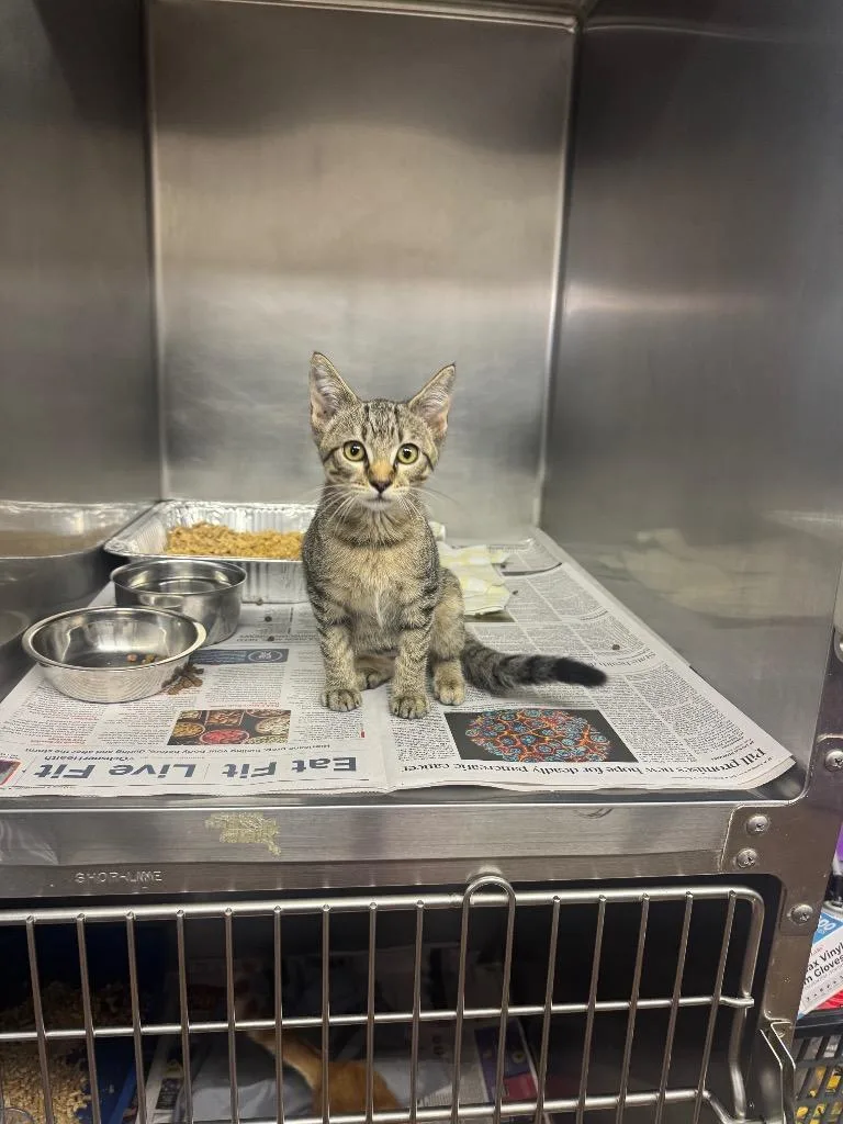 A baby medium-sized female Domestic Short Hair cat named Mareta for adoption in Sorrento, LA