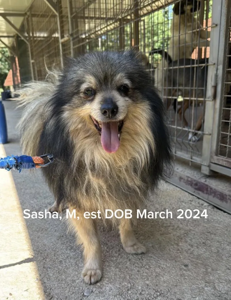 A young small-sized male Gray / Blue / Silver Spitz dog named Sasha for adoption in Shrewsbury, MA