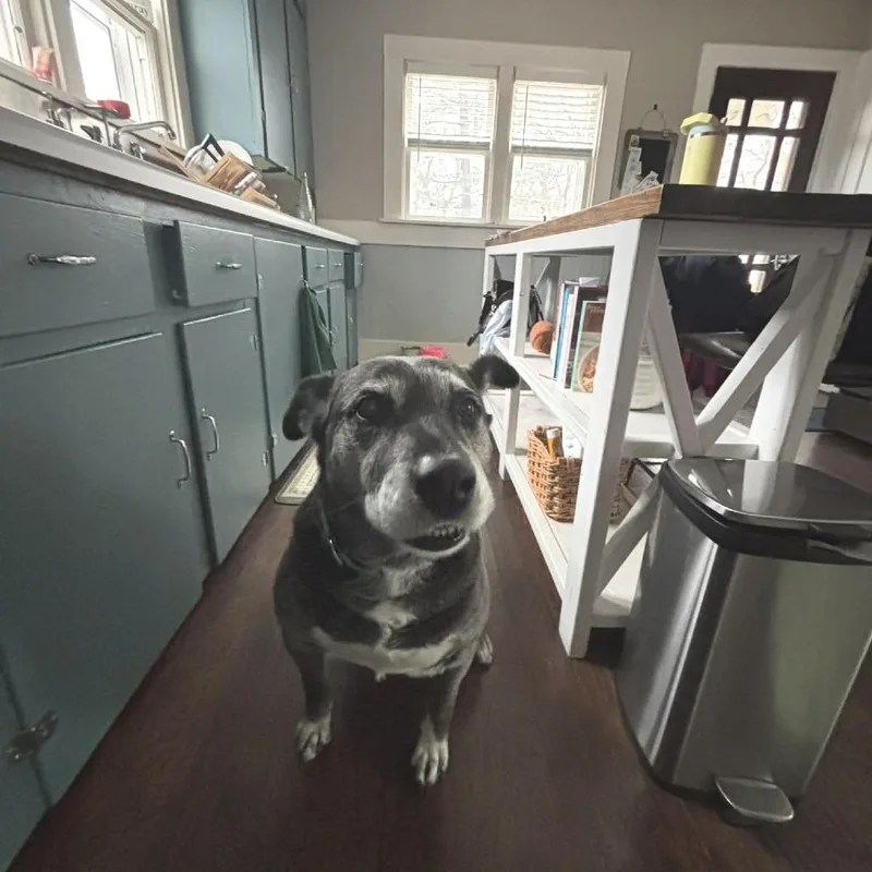 A senior large-sized female Black Mixed Breed dog named Kora for adoption in West Olive, MI