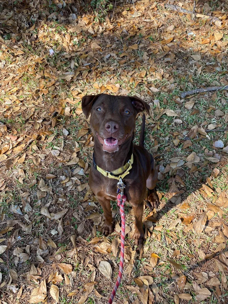 An adult large-sized female American Staffordshire Terrier dog named Adrian Playful Sweetheart for adoption in Oakhurst, NJ