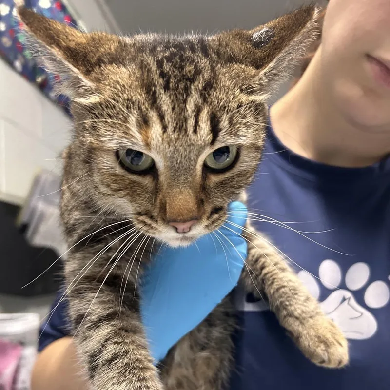 A young medium-sized female Domestic Short Hair cat named Trina for adoption in Summerville, SC