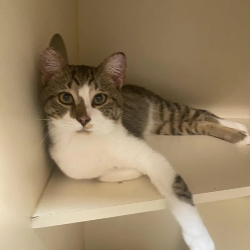 Sir Fredrickson thumbnail 2