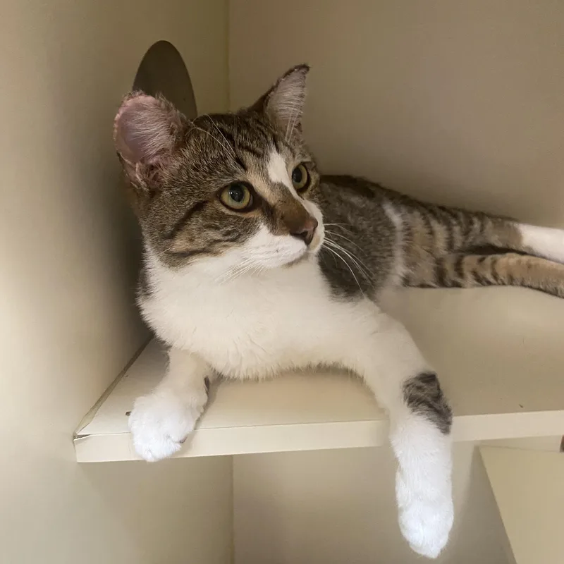 Sir Fredrickson thumbnail 3