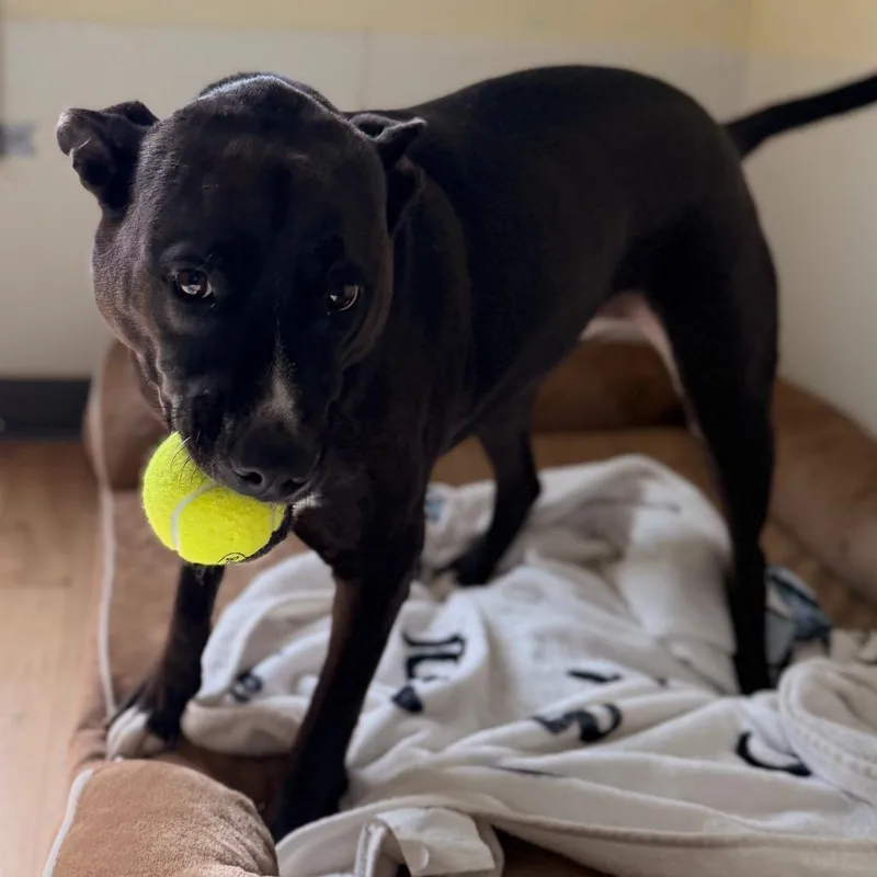 A senior large-sized female Black Labrador Retriever dog named Harmony for adoption in Tucson, AZ