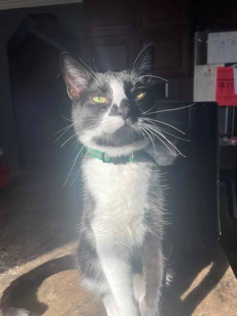 A young small-sized male Black Domestic Short Hair cat named Finn for adoption in Broken Arrow, OK