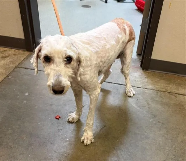 A young large-sized male Poodle dog named Charlie for adoption in Ontario, CA