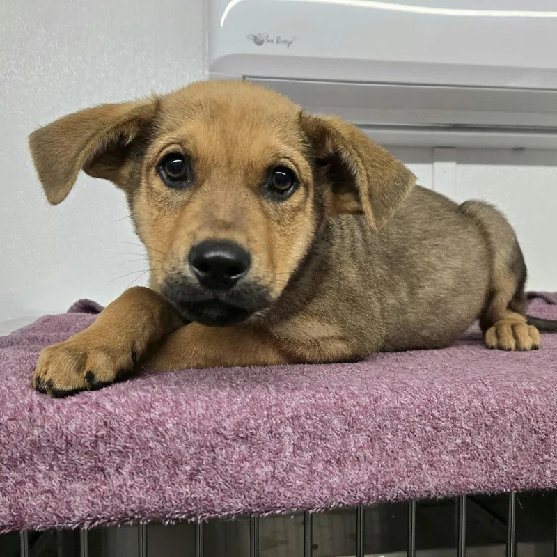 A baby small-sized male Brown / Chocolate German Shepherd Dog dog named Dutton for adoption in Wilmington, DE