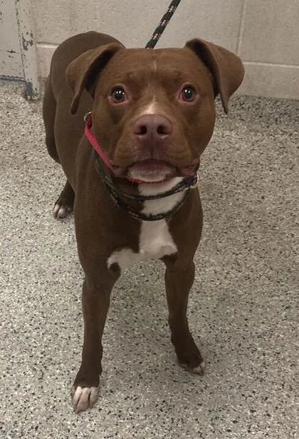 An adult large-sized male Brown / Chocolate Mixed Breed dog named Taz for adoption in Kansas City, MO