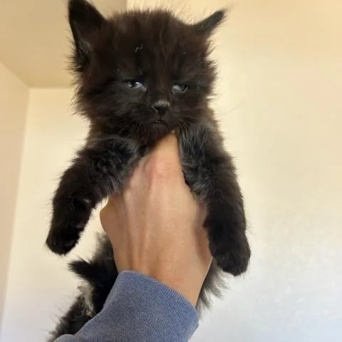 A baby small-sized female Black Domestic Medium Hair cat named Nyx for adoption in Yucca Valley, CA