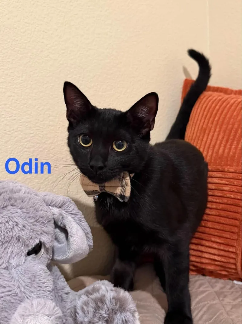 A young medium-sized male Black Domestic Short Hair cat named Odin for adoption in Riverside, CA