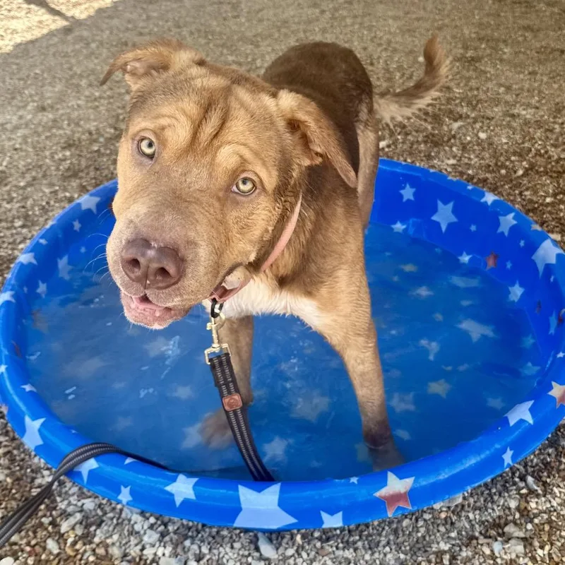 An adult medium-sized male Yellow / Tan / Blond / Fawn Shar-Pei dog named Tantor K for adoption in Union, MO