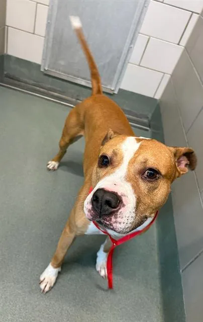 An adult large-sized male Pit Bull Terrier dog named Phoenix for adoption in Baytown, TX