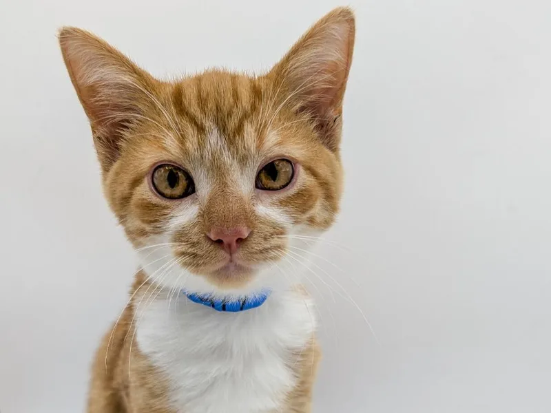 A baby small-sized male Domestic Short Hair cat named Peppy for adoption in Powell, OH
