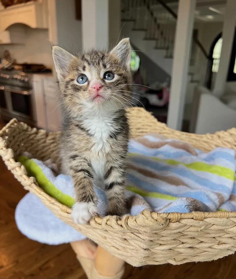 A baby small-sized female Tabby (Brown / Chocolate) Domestic Short Hair cat named Betty Pascetti for adoption in Staten Island, NY
