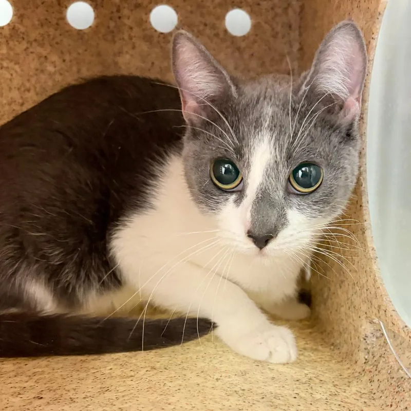 An adult small-sized female Gray / Blue / Silver Domestic Short Hair cat named Oodles for adoption in Philadelphia, PA