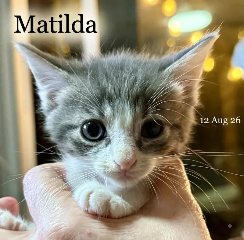 A baby small-sized female White Domestic Short Hair cat named Matilda for adoption in Beaufort, SC