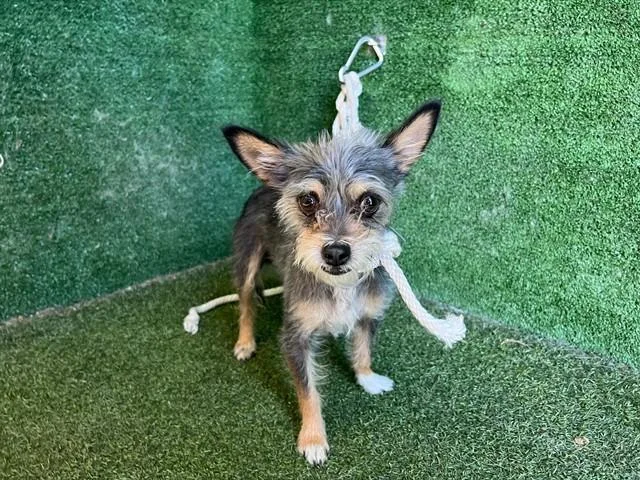 An adult medium-sized male Yorkshire Terrier dog named Bobby for adoption in Lancaster, CA
