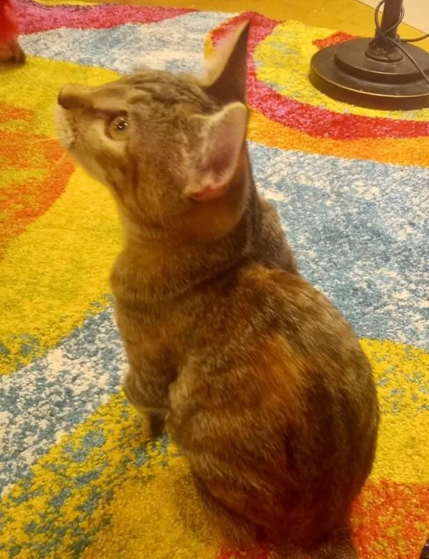 A young medium-sized female Torbie Domestic Short Hair cat named Nesta for adoption in Arlington, WA