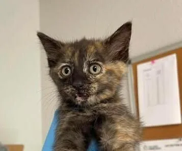 A baby medium-sized female Tortoiseshell Domestic Short Hair cat named Beluga for adoption in Bolivar, MO