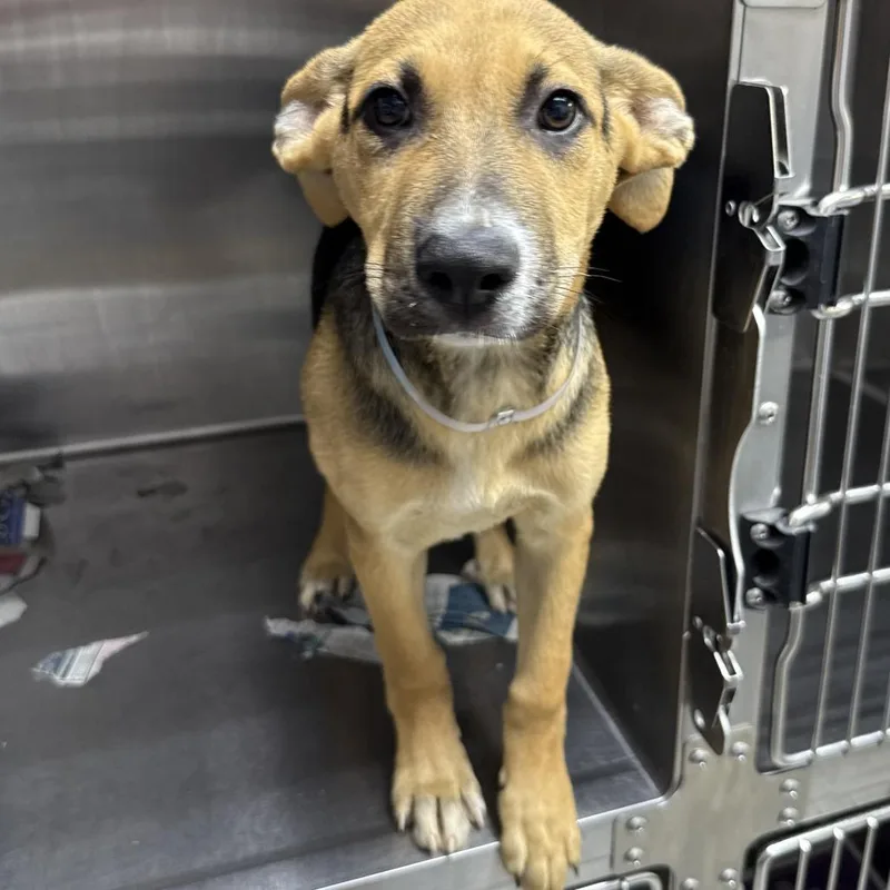 A baby small-sized male Black Anatolian Shepherd dog named Kilowatt for adoption in Hattiesburg, MS