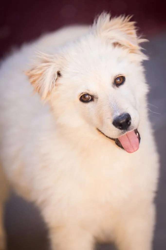 Fluffy Chiffon thumbnail 2