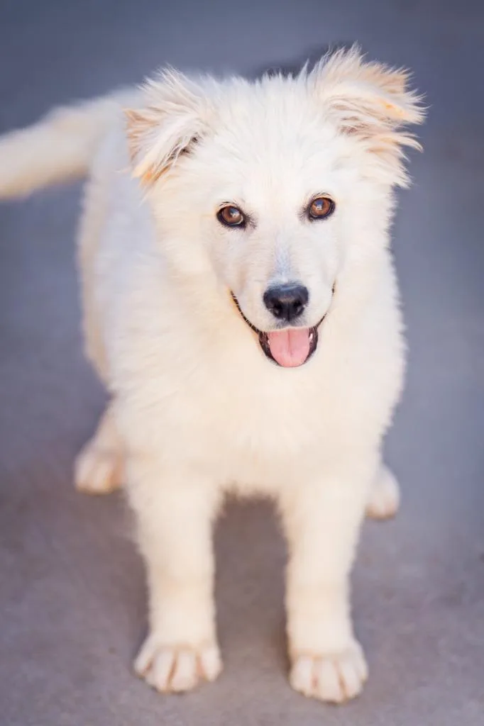 Fluffy Chiffon thumbnail 3