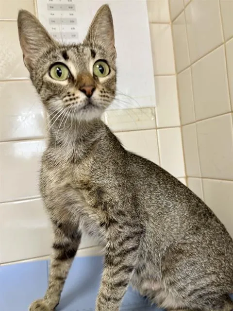 An adult medium-sized female Domestic Short Hair cat named Acara for adoption in San Antonio, TX