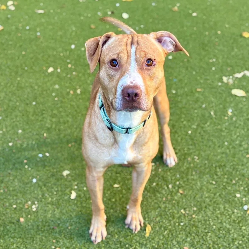 An adult large-sized male Brown / Chocolate Pit Bull Terrier dog named Leo for adoption in Providence, RI