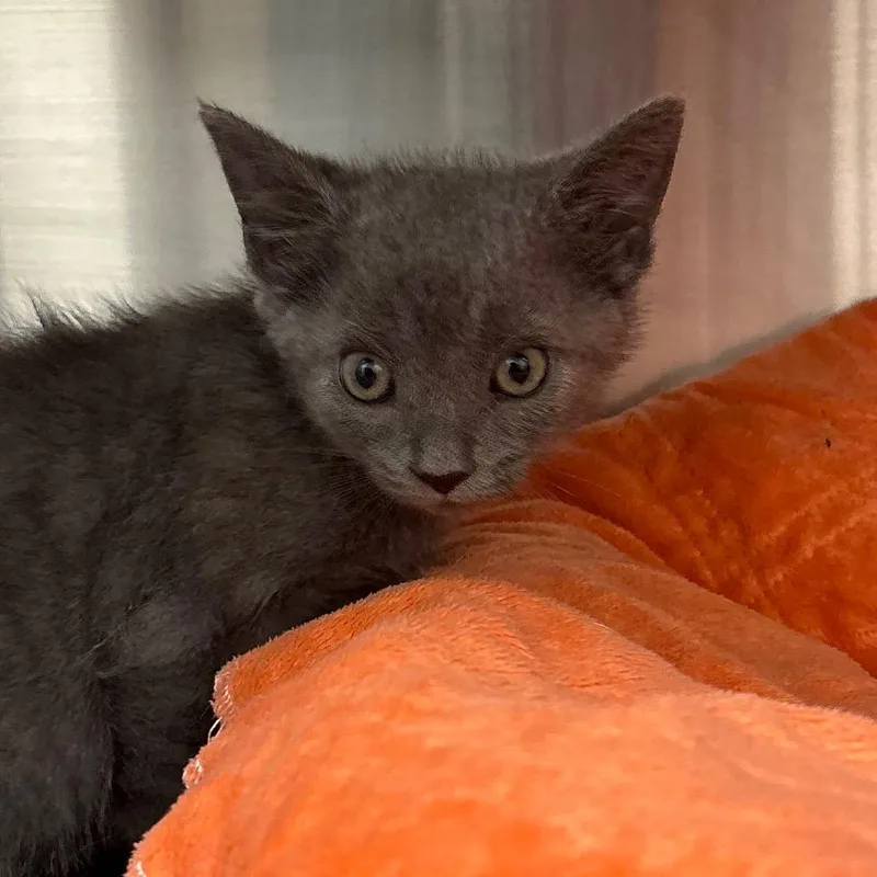 A baby small-sized male Gray / Blue / Silver Domestic Short Hair cat named Fig for adoption in Nashville, IN