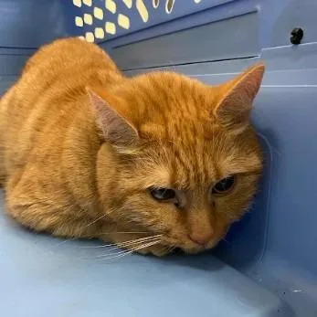 A senior medium-sized female Orange / Red Domestic Short Hair cat named Cher for adoption in Lynchburg, VA