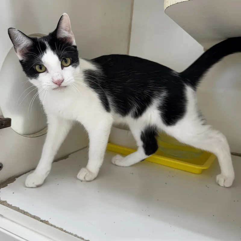A young medium-sized male Domestic Short Hair cat named Indie for adoption in Breese, IL