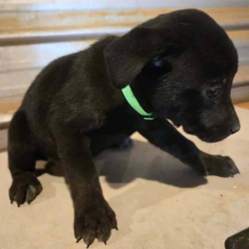 Biscuits thumbnail 2